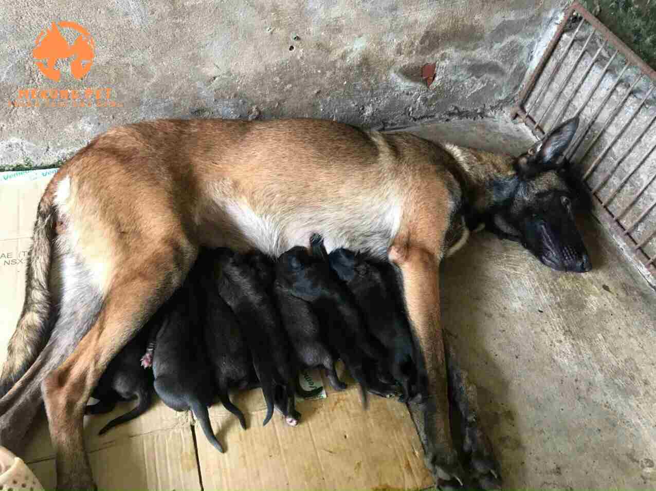 Giá chó Malinois trưởng thành bao nhiêu, Chó Becgie Bỉ trưởng thành có giá cao hơn rất nhiều 